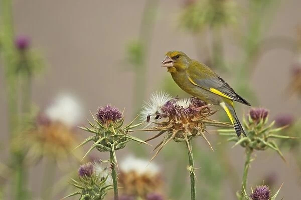 Greenfinch (Carduelis chloris) adult male, feeding on seeds, Lesvos, Greece, may