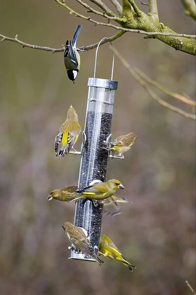 Greenfinch (Carduelis chloris) and Great Tit (Parus major) adults, flock feeding on seed feeder in garden, England, winter