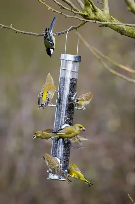 Framed Print : Greenfinch (Carduelis chloris) and Great Tit (Parus major) adults, flock feeding on seed feeder in garden, England, winter