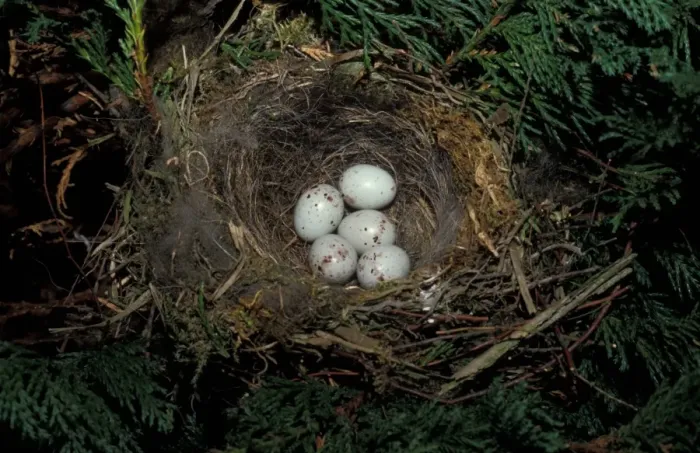 Framed Print : Greenfinch (Carduelis chloris) Nest with five eggs Framed Print : Greenfinch (Carduelis chloris) Nest with five eggs