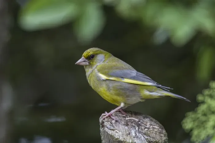 Framed Print : Greenfinch male, a common garden bird Framed Print : Greenfinch male, a common garden bird