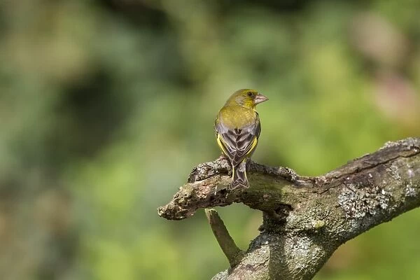 Greenfinch Male in summer plumage