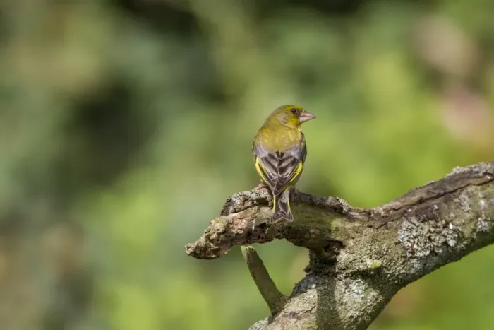 Framed Print : Greenfinch Male in summer plumage Framed Print : Greenfinch Male in summer plumage