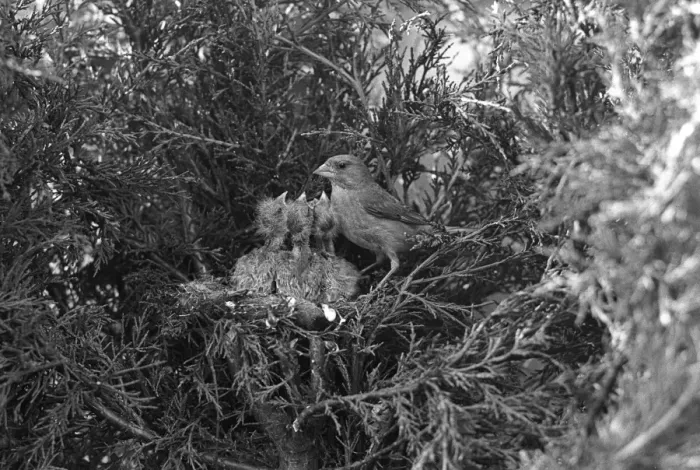 Framed Print : Greenfinch at nest Eyke Suffolk. Taken by Eric Hosking in 1935