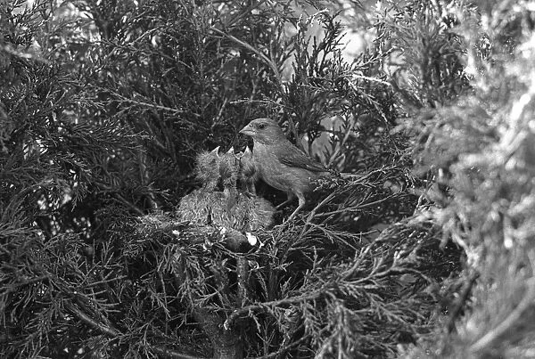 Greenfinch at nest Eyke Suffolk. Taken by Eric Hosking in 1935