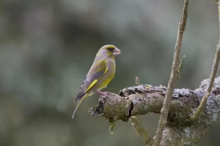 Framed Print : Greenfinch perched on dead branch Framed Print : Greenfinch perched on dead branch