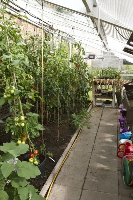 Framed Print : A greenhouse with tomatoes growing and onions drying Framed Print : A greenhouse with tomatoes growing and onions drying