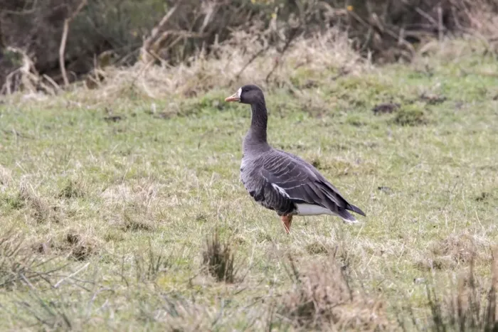 Framed Print : Greenland White fronted Goose, 0n Isle of Islay Scotland
