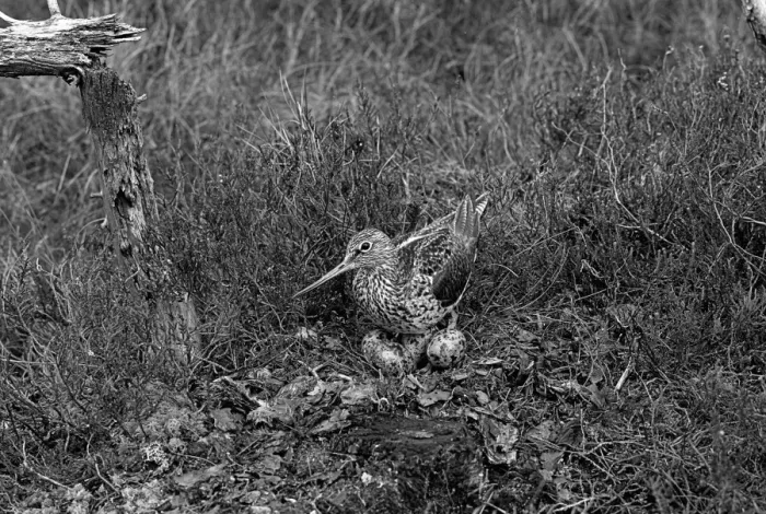 Framed Print : Greenshank at nest, Morlich. Taken by Eric Hosking in 1947