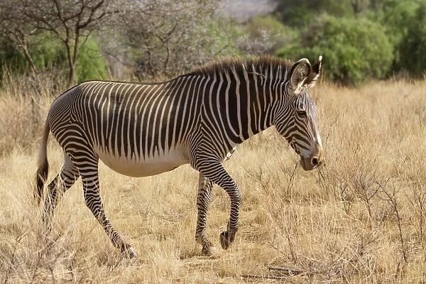 Grevys Zebra (Equus grevyi) adult, walking in dry savannah, Samburu National Reserve, Kenya, August