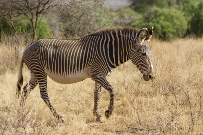 Framed Print : Grevys Zebra (Equus grevyi) adult, walking in dry savannah, Samburu National Reserve, Kenya, August