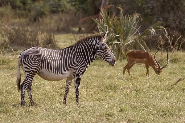 Grevys Zebra (Equus grevyi) adult, and Impala (Aepyceros melampus) adult male, standing in savannah