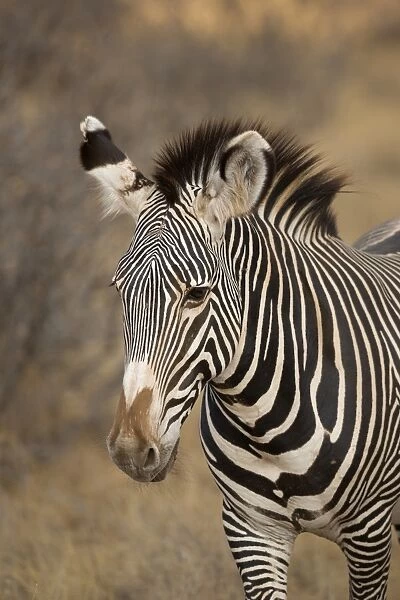 Grevys Zebra (Equus grevyi) adult, close-up of head, Samburu National Reserve, Kenya, August