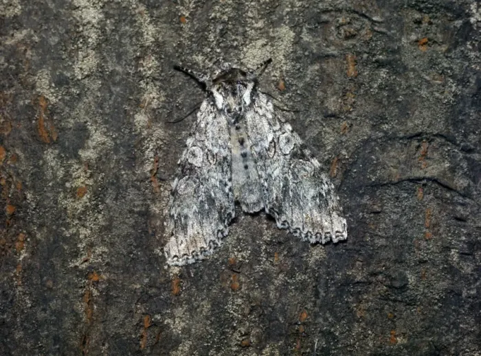 Framed Print : Grey Arches (Polia nebulosa) adult Framed Print : Grey Arches (Polia nebulosa) adult