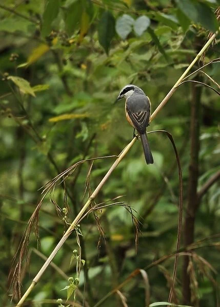 Grey-backed Shrike (Lanius tephronotus) adult, perched on stem, Chiang Dao N. P. Chiang Mai Province, Thailand, November