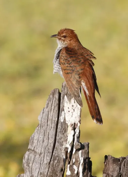Framed Print : Grey-bellied Cuckoo (Cacomantis passerinus) hepatic form, adult female, perched on stump near swamp, Sri Lanka