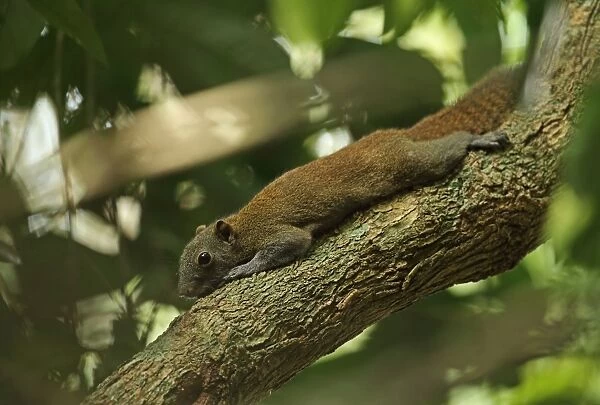 Grey-bellied Squirrel (Callosciurus caniceps) adult, flattened on tree branch during territorial dispute