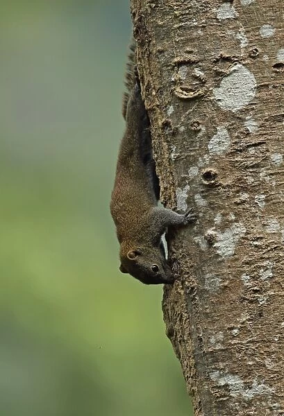 Grey-bellied Squirrel (Callosciurus caniceps) adult, feeding on sap from tree trunk, Taman Negara N. P