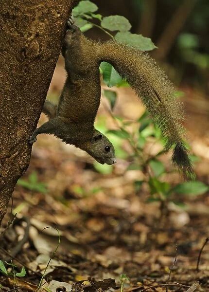 Grey-bellied Squirrel (Callosciurus caniceps) adult, descending tree trunk, near Kaeng Krachan, Thailand, May