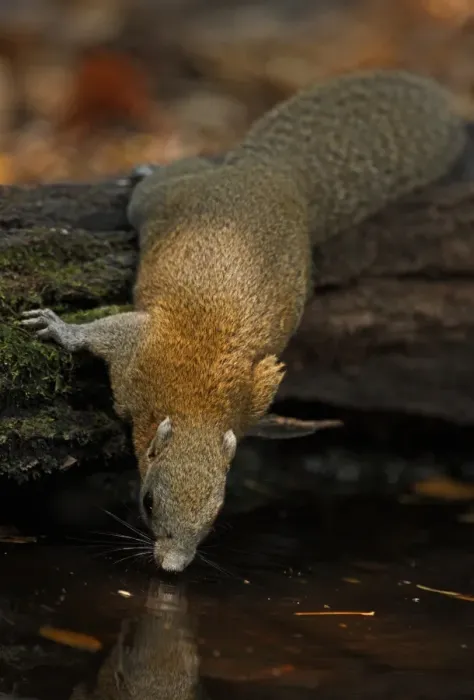 Framed Print : Grey-bellied Squirrel (Callosciurus caniceps) adult, drinking from forest pool, Kaeng Krachan N. P. Thailand, february Framed Print : Grey-bellied Squirrel (Callosciurus caniceps) adult, drinking from forest pool, Kaeng Krachan N. P. Thailand, february