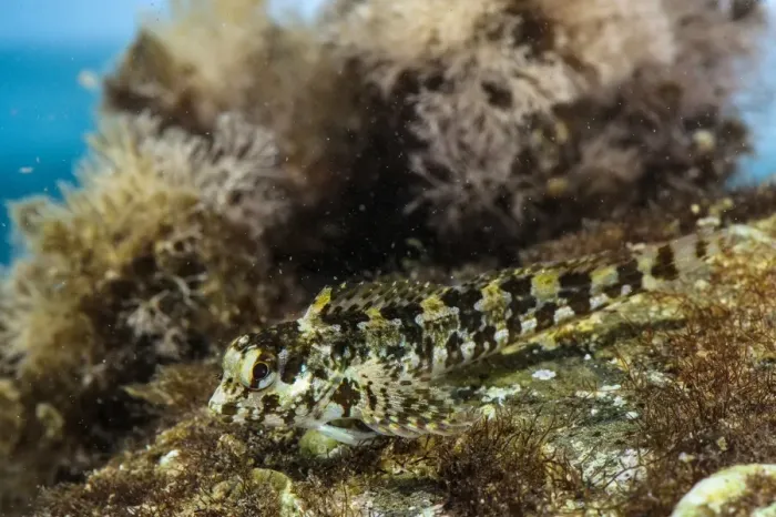 Framed Print : Grey Blenny (Paralipophrys trigloides) adult, Follonica, Gulf of Follonica, Grosseto Province, Tuscany, Italy, August