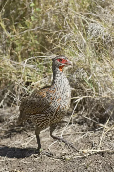 Framed Print : Grey-breasted Francolin (Pternistis rufopictus) adult, walking in savannah, Serengeti N. P. Tanzania, December Framed Print : Grey-breasted Francolin (Pternistis rufopictus) adult, walking in savannah, Serengeti N. P. Tanzania, December