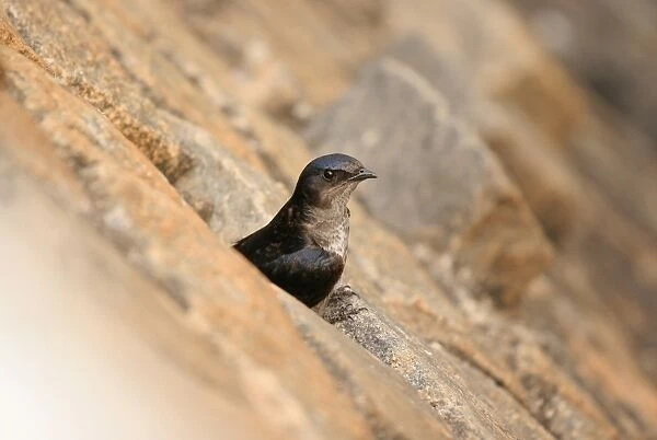 Grey-breasted Martin (Progne chalybea) adult, emerging from roost in wall, Colonia, Uruguay, september