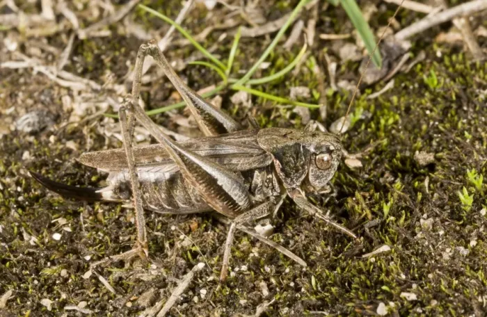 Framed Print : Grey Bush-cricket (Platycleis albopunctata) adult female, on coastal heathland, New Forest, Hampshire, England, October Framed Print : Grey Bush-cricket (Platycleis albopunctata) adult female, on coastal heathland, New Forest, Hampshire, England, October
