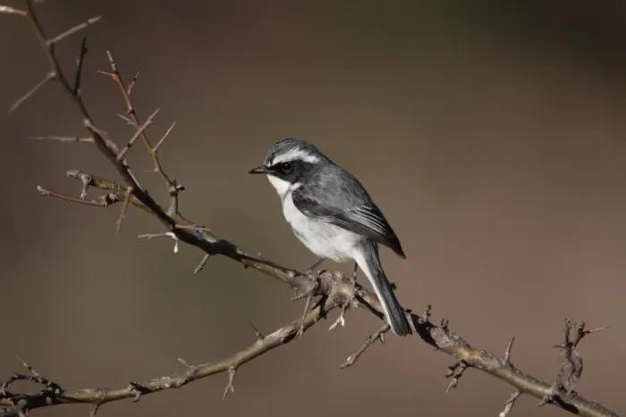 Framed Print : Grey Bushchat (Saxicola ferreus) adult male, perched on branch, Uttarakhand, India, february Framed Print : Grey Bushchat (Saxicola ferreus) adult male, perched on branch, Uttarakhand, India, february