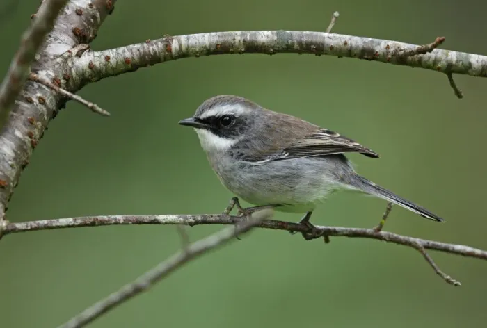 Framed Print : Grey Bushchat (Saxicola ferreus ferreus) adult male, perched on twig, Chiang Dao N. P Framed Print : Grey Bushchat (Saxicola ferreus ferreus) adult male, perched on twig, Chiang Dao N. P