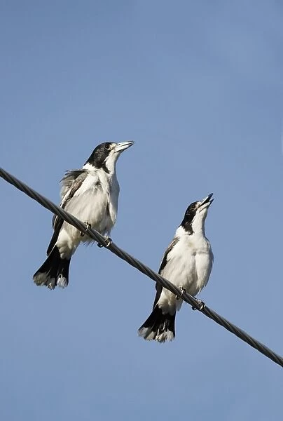 Grey Butcherbird (Cracticus torquatus) two adult males, singing, perched on powerline, Hervey Bay, Queensland