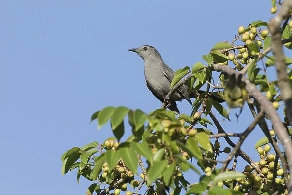 Grey Catbird (Dumetella carolinensis) adult, perched on twig in fruiting bush, Yucatan Peninsula, Mexico, October