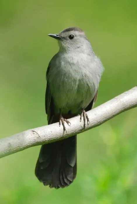 Framed Print : Grey Catbird (Dumetella carolinensis) adult, perched on twig in city parkland, Central Park, New York, New York State, U. S. A. april Framed Print : Grey Catbird (Dumetella carolinensis) adult, perched on twig in city parkland, Central Park, New York, New York State, U. S. A. april