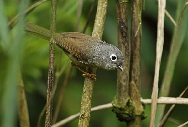 Grey-cheeked Fulvetta (Alcippe morrisonia morrisonia) adult, perched on stem, Dasyueshan National Forest, Taiwan, April