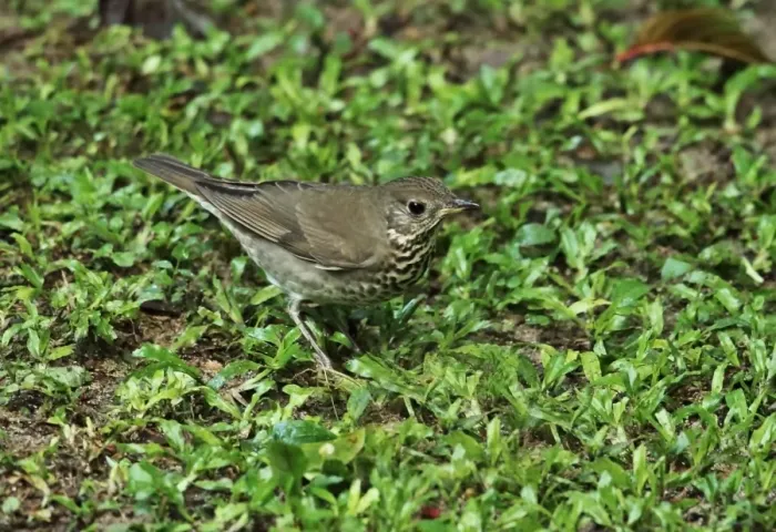 Framed Print : Grey-cheeked Thrush (Catharus minimus) adult, standing on ground, Canopy Lodge, El Valle, Panama, October Framed Print : Grey-cheeked Thrush (Catharus minimus) adult, standing on ground, Canopy Lodge, El Valle, Panama, October