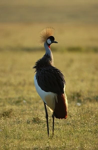 Grey Crowned-crane (Balearica regulorum) adult standing, backlit, Masaii Mara, Kenya