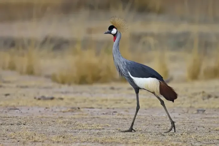 Framed Print : Grey Crowned-crane (Balearica regulorum) adult, walking, South Luangwa N. P. Zambia, June Framed Print : Grey Crowned-crane (Balearica regulorum) adult, walking, South Luangwa N. P. Zambia, June