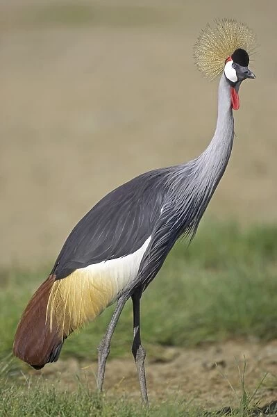 Grey Crowned-crane (Balearica regulorum) adult, Kenya
