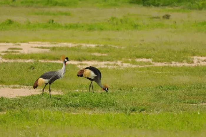 Framed Print : Grey Crowned-crane (Balearica regulorum) adult pair, feeding in habitat, Ruaha N. P. Tanzania Framed Print : Grey Crowned-crane (Balearica regulorum) adult pair, feeding in habitat, Ruaha N. P. Tanzania