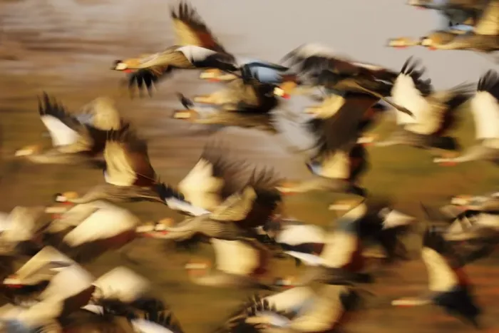 Framed Print : Grey Crowned-crane (Balearica regulorum) flock, in flight, blurred movement, South Luangwa N. P. Zambia, June Framed Print : Grey Crowned-crane (Balearica regulorum) flock, in flight, blurred movement, South Luangwa N. P. Zambia, June