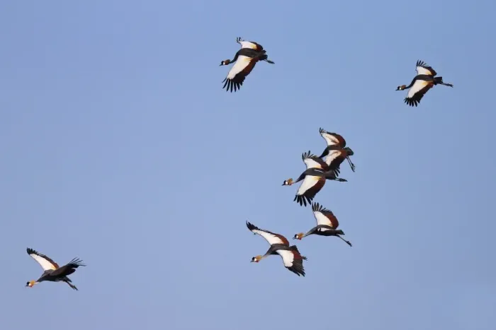 Framed Print : Grey Crowned-crane (Balearica regulorum) seven adults, in flight, South Luangwa N. P. Zambia, June Framed Print : Grey Crowned-crane (Balearica regulorum) seven adults, in flight, South Luangwa N. P. Zambia, June