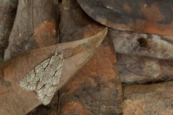 Grey Dagger Moth (Acronicta psi) adult, Sheffield, South Yorkshire, England, July