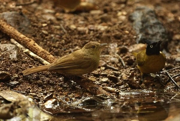 Grey-eyed Bulbul (Iole propinqua) and Black-crested Bulbul (Pycnonotus melanicterus) adults, drinking at pool in forest, Kaeng Krachan N. P. Thailand, february