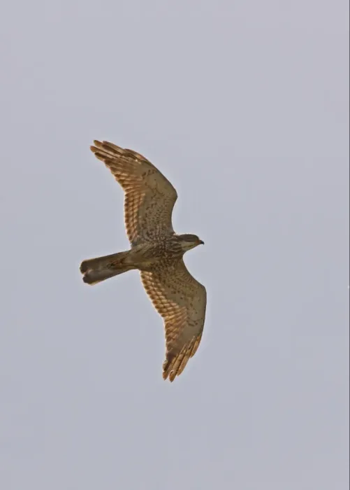 Framed Print : Grey-faced Buzzard (Butastur indicus) adult, in flight, Hebei, China, may Framed Print : Grey-faced Buzzard (Butastur indicus) adult, in flight, Hebei, China, may