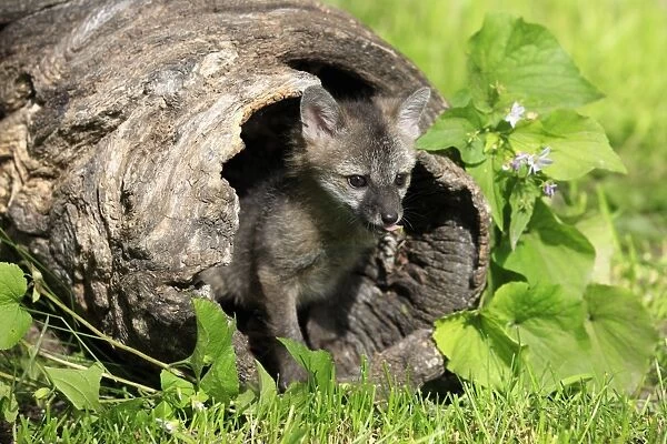 Grey Fox (Urocyon cinereoargenteus) nine-weeks old cub, in hollow log, Montana, U. S. A. june (captive)