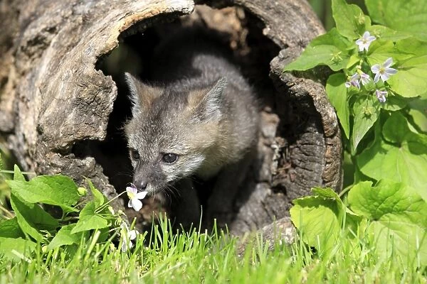 Grey Fox (Urocyon cinereoargenteus) nine-weeks old cub, in hollow log, smelling flower, Montana, U. S. A. june (captive)