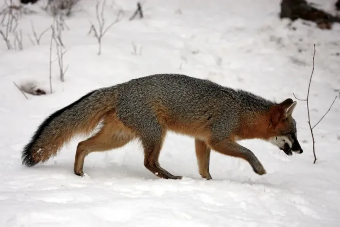 Framed Print : Grey Fox (Urocyon cinereoargenteus) adult, walking on snow, Montana, U. S. A. winter (captive) Framed Print : Grey Fox (Urocyon cinereoargenteus) adult, walking on snow, Montana, U. S. A. winter (captive)