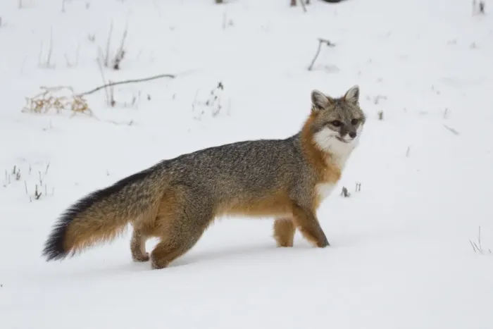 Framed Print : Grey Fox (Urocyon cinereoargenteus) adult, standing in snow, Minnesota, U. S. A. January (captive) Framed Print : Grey Fox (Urocyon cinereoargenteus) adult, standing in snow, Minnesota, U. S. A. January (captive)