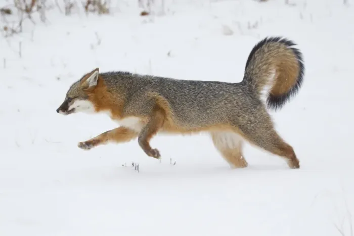 Framed Print : Grey Fox (Urocyon cinereoargenteus) adult, running in snow, Minnesota, U. S. A. January (captive) Framed Print : Grey Fox (Urocyon cinereoargenteus) adult, running in snow, Minnesota, U. S. A. January (captive)