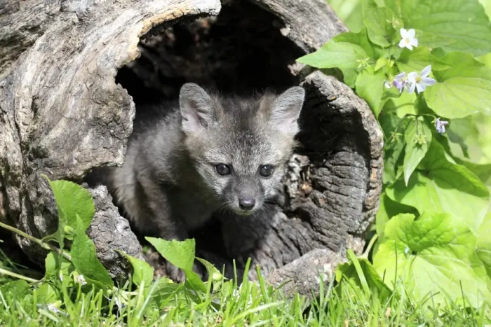 Framed Print : Grey Fox (Urocyon cinereoargenteus) nine-weeks old cub, in hollow log, Montana, U. S. A. june (captive) Framed Print : Grey Fox (Urocyon cinereoargenteus) nine-weeks old cub, in hollow log, Montana, U. S. A. june (captive)